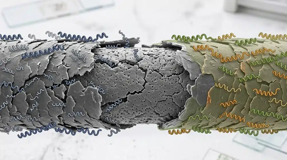 Hydrolyzed keratin and rice protein peptide interaction with damaged hair fibers