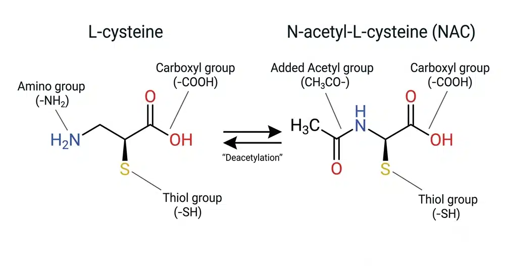 difference between acetyl l carnitine and n acetylcysteine Boost Energy & Brain Power with N-Acetyl-Cysteine & Acetyl-L-Carnitine Nature's Lab While some users initially approached NAC with limited knowledge Alpha Lipoic Acid 600mg N-Acetyl