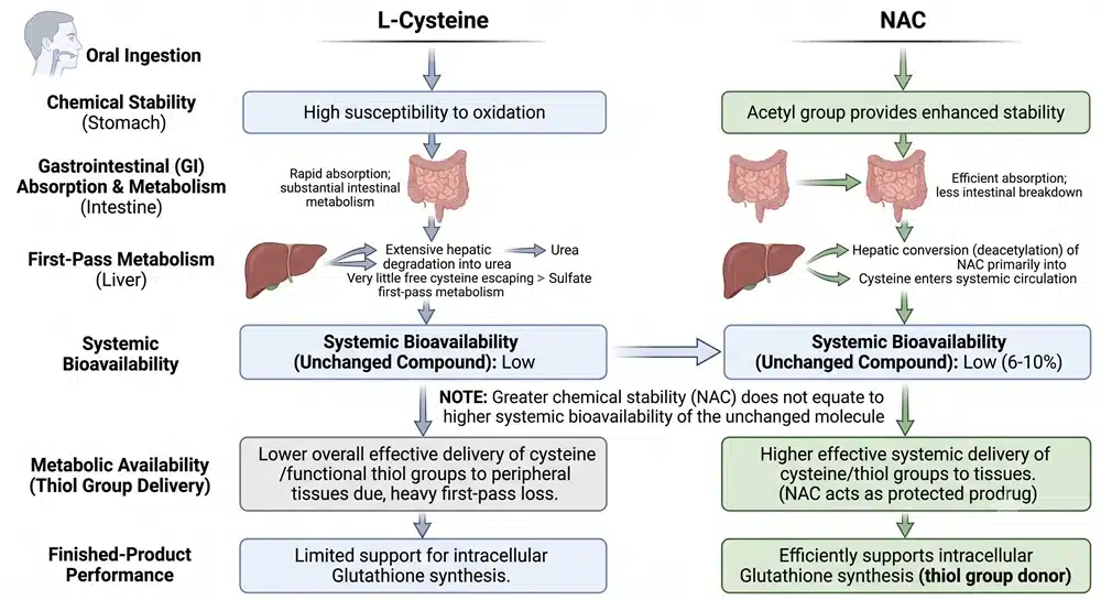 NAC chemical stability, first-pass metabolism and systemic bioavailability flowchart
