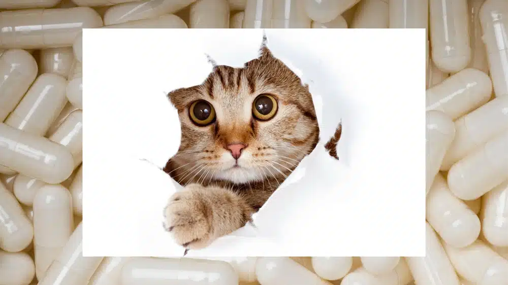 The Key Benefits: Glucosamine and Chondroitin Sulfate for Cats