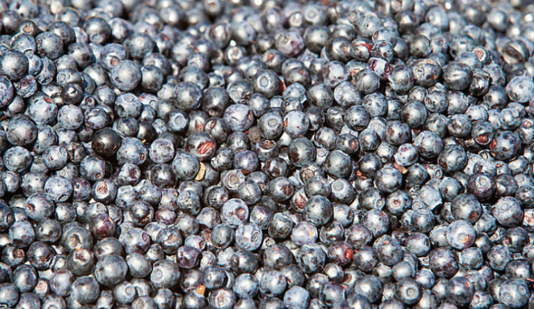 Vaccinium Myrtillus Fruit Extract