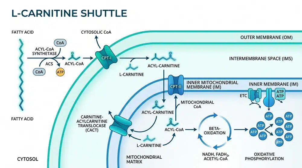 l-carnitine-mitochondrial-shuttle-flowchart L-carnitine shuttle transporting fatty acids into mitochondria for energy production