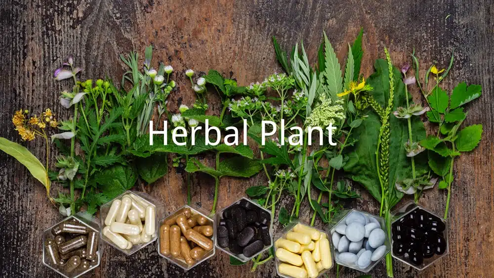 Planta herbácea