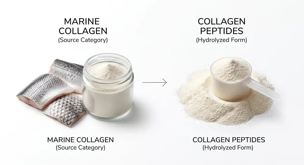 Marine collagen and collagen peptides taxonomy showing source versus hydrolyzed form
