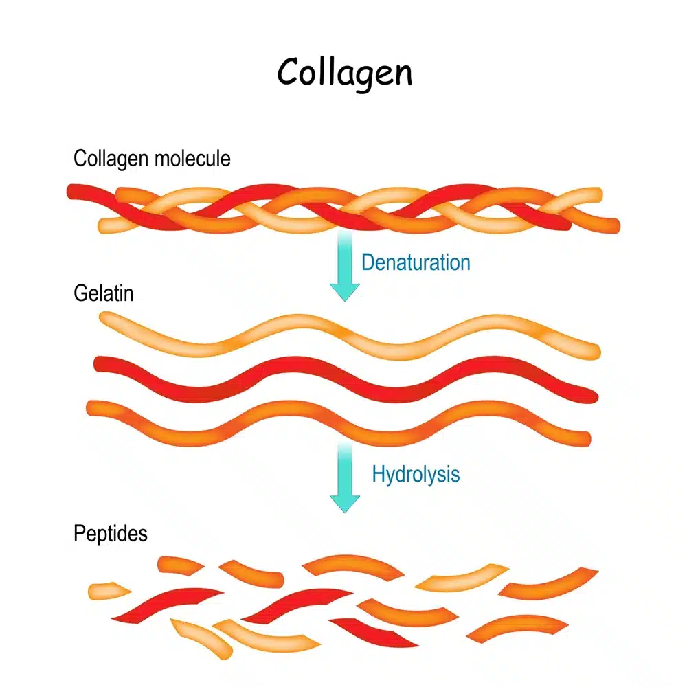 What Does Science Say About Collagen?