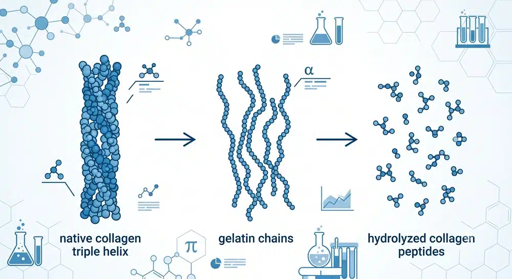 collagen-gelatin-peptides-molecular-weight Native collagen gelatin and hydrolyzed collagen peptides molecular weight comparison