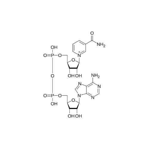 니코틴아마이드 아데닌 디뉴클레오티드
