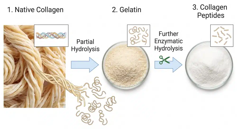 collagen-gelatin-hydrolysis-process Native collagen to gelatin to collagen peptides hydrolysis process