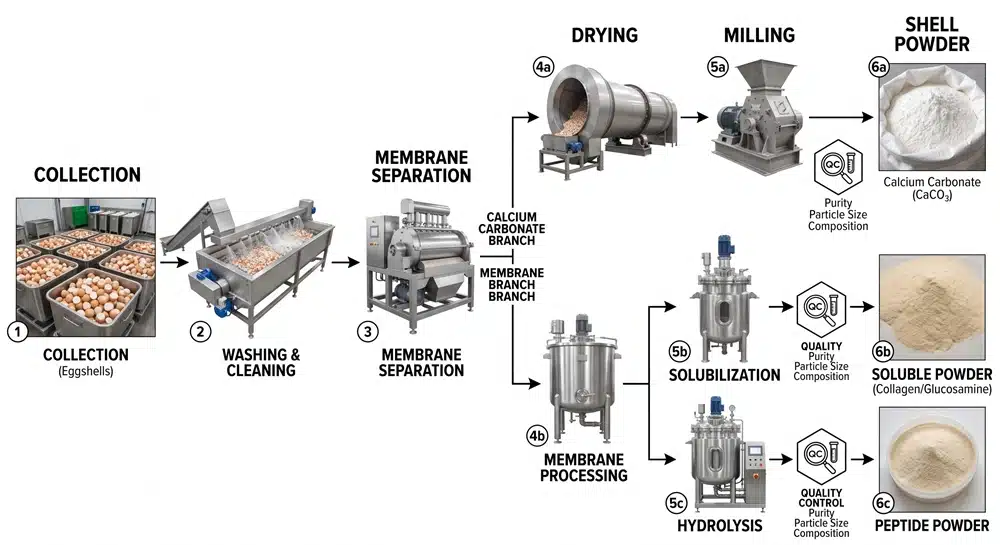 Natural, hydrolyzed and solubilized eggshell membrane processing flow