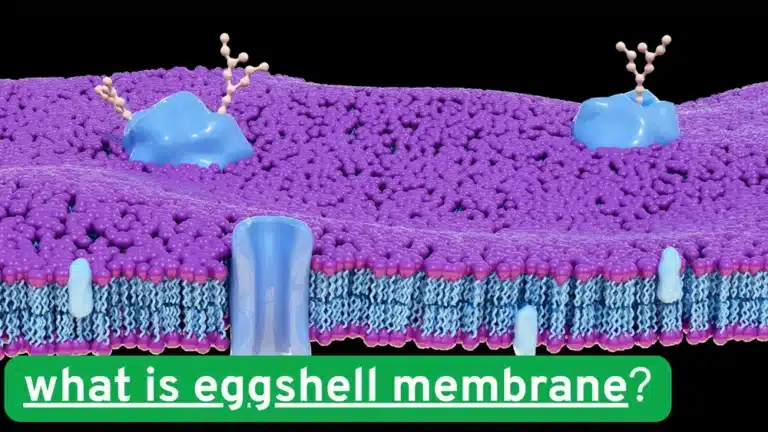 what is eggshell membrane?