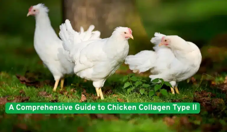 A Comprehensive Guide to Chicken Collagen Type II