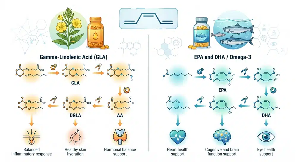gla-vs-epa-dha-fatty-acid-comparison Clean scientific infographic comparing GLA from evening primrose oil with EPA and DHA from fish oil, omega-6 and omega-3 pathways, modern healthcare design, white background, no readable text